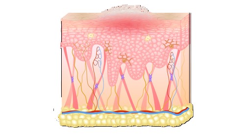 Topicrem, Dermo Specific Ur-30 anti-roughness soothing cream, krem łagodzacy przeciw szorstkości, 75 ml