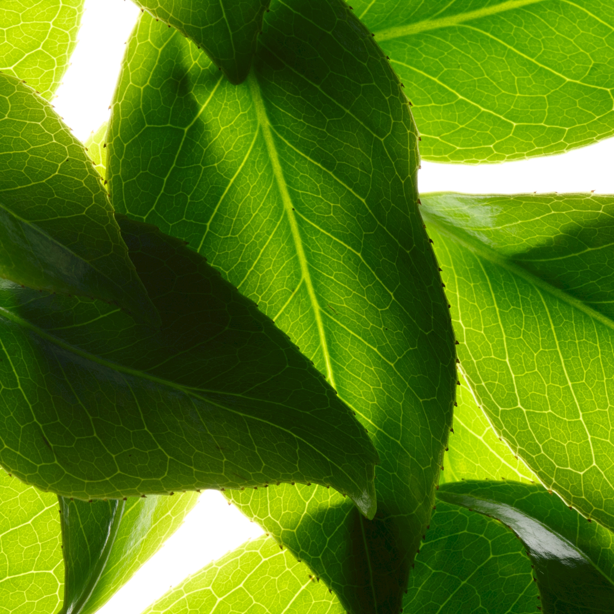 Nuxe Reve de The, rewitalizujący żel pod prysznic, 750 ml