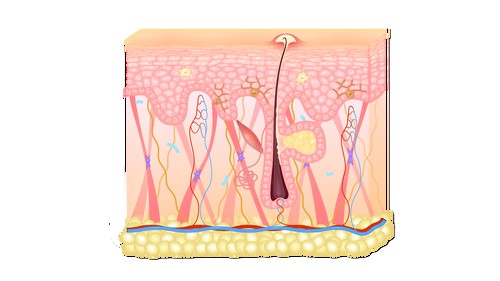 Topicrem, Dermo Specific Ur-30 anti-roughness soothing cream, krem łagodzacy przeciw szorstkości, 75 ml