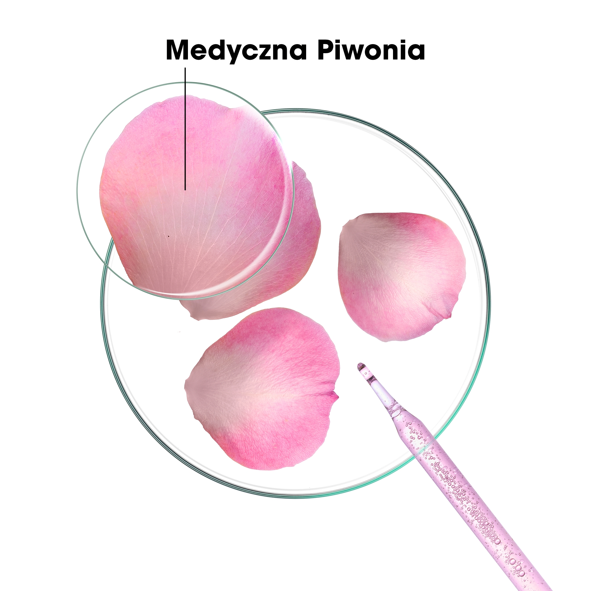 Klorane odżywka z organiczną piwonią 150 ml