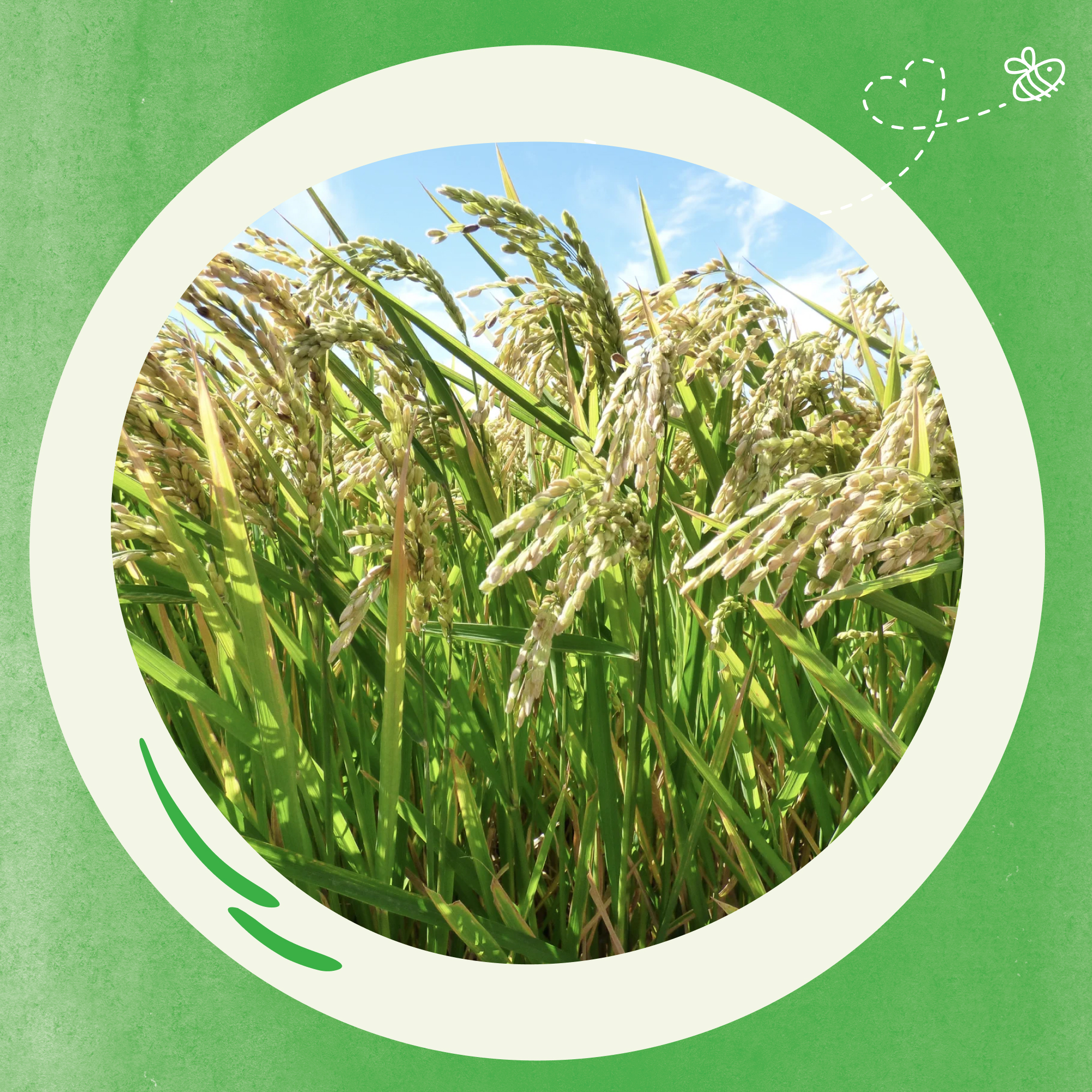 BoboVita Kaszka mleczno-ryżowa wanilia, 230 g